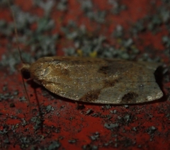Paramesia gnomana