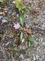 Lewisia pygmaea