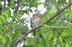 Nystalus maculatus