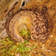 Philomycus togatus