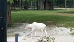 Addax nasomaculatus