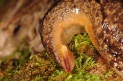 Philomycus togatus