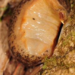Philomycus togatus