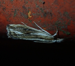 Catoptria verellus