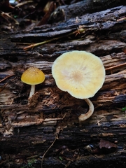 Pluteus chrysaegis
