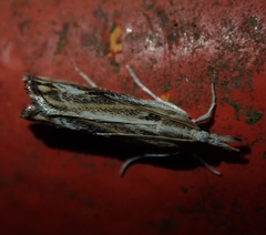 Catoptria verellus