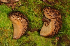 Philomycus togatus