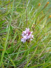 Dactylorhiza maculata ericetorum