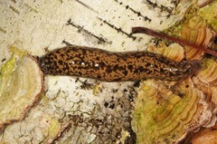 Philomycus flexuolaris