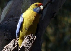 Platycercus elegans flaveolus
