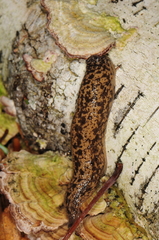 Philomycus flexuolaris