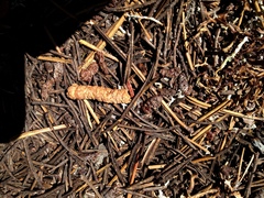 Dendragapus fuliginosus