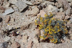 Dinemandra ericoides