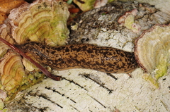 Philomycus flexuolaris