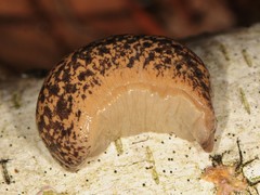 Philomycus flexuolaris