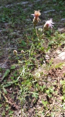 Centaurea pseudomaculosa