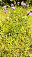 Centaurea pseudomaculosa