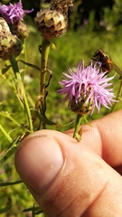Centaurea pseudomaculosa