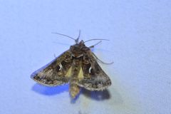 Autographa sansoni