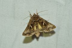 Autographa sansoni