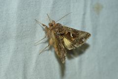 Autographa sansoni