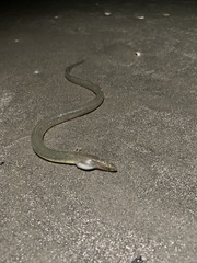 Speckled Worm Eel photo 4