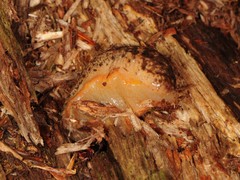 Philomycus togatus