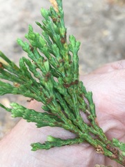 Gymnotelium blasdaleanum