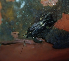 Aproaerema patruella