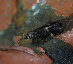 Aproaerema patruella