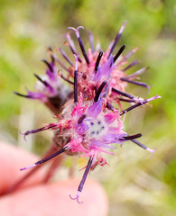 Saussurea angustifolia