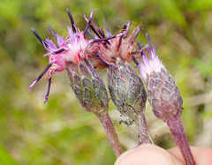 Saussurea angustifolia