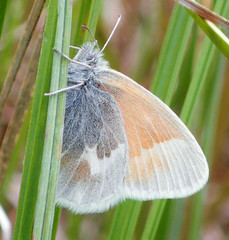 Coenonympha tullia kodiak