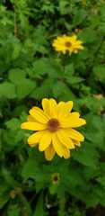 Heliopsis buphthalmoides