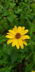 Heliopsis buphthalmoides