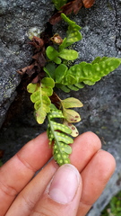 Polypodium amorphum