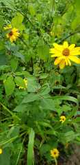 Heliopsis buphthalmoides