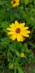Heliopsis buphthalmoides