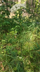 Seseli annuum