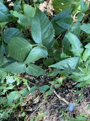 Toxicodendron radicans