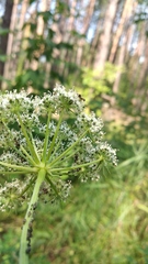 Seseli annuum
