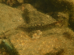 Barbatula barbatula