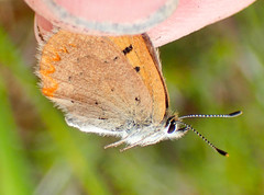 Tharsalea dorcas arcticus