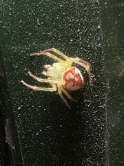Araneus guttulatus