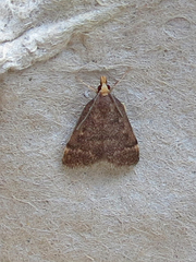Loxostegopsis merrickalis