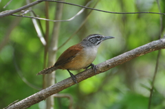 Pheugopedius genibarbis