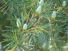 Cedrus deodara