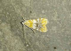 Macaretaera hesperis