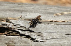 Laphria gibbosa