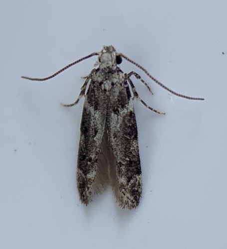 Neotelphusa querciella